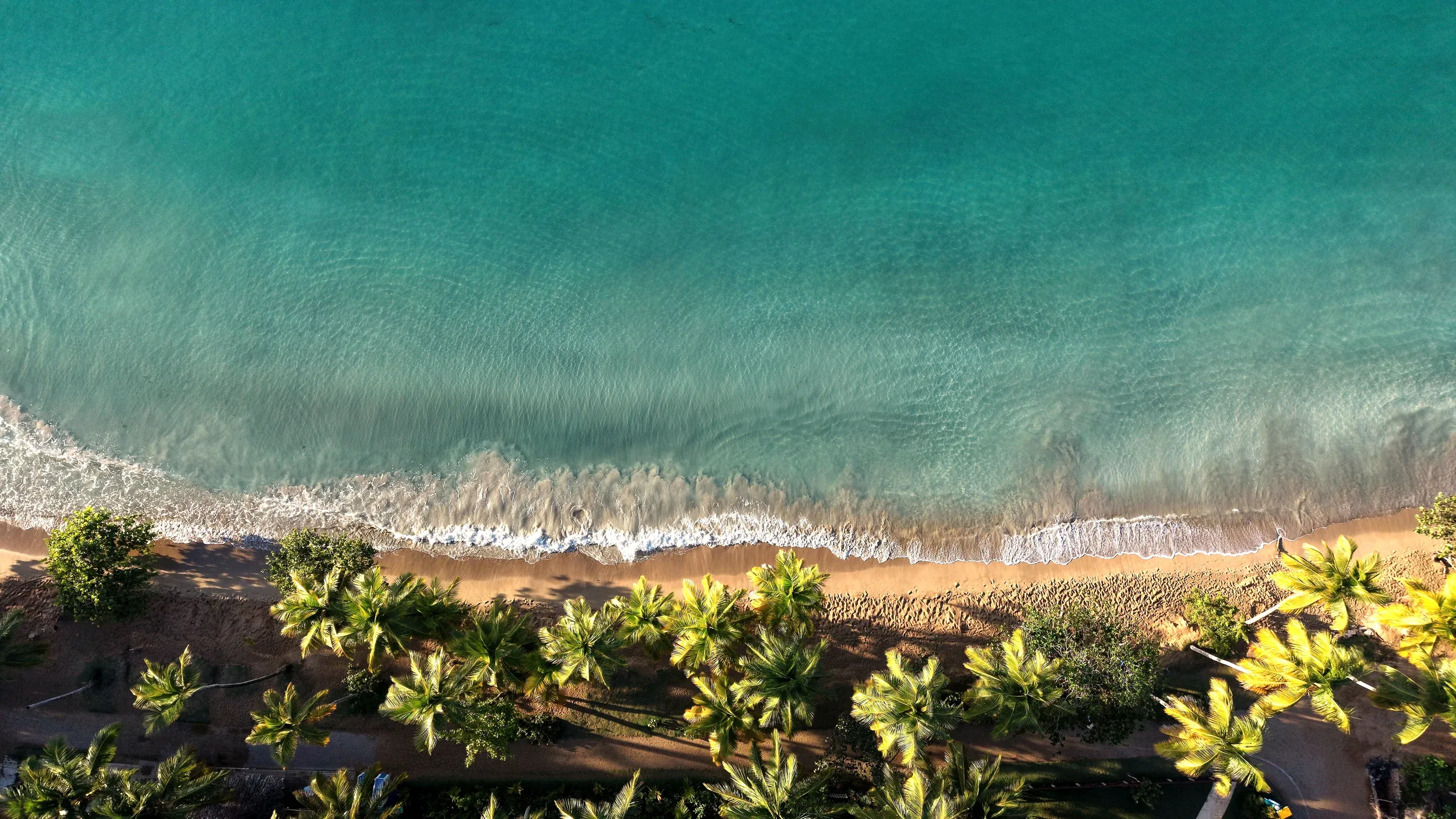 Aerial view of a palm-lined beach in Las Terrenas, Samaná